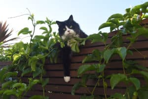 Hero on the fence with passionfruit vine. Photo: Anne Fawcett