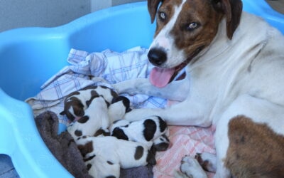 Bella and her 8 pups and Deb (WA)